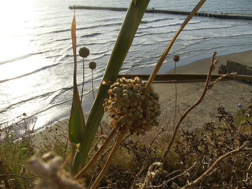 Allium commutatum / Aglio delle isole